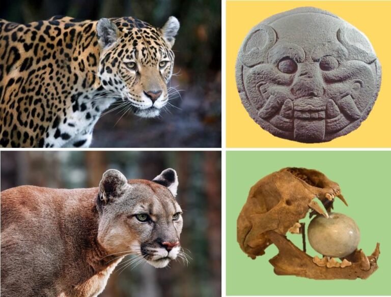 Tláloc Felino… ¿Jaguar o Puma?